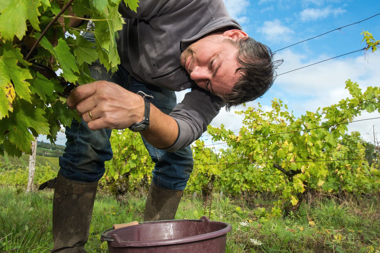 Vins Vigneron Anne & Emmanuel Houillon 8794